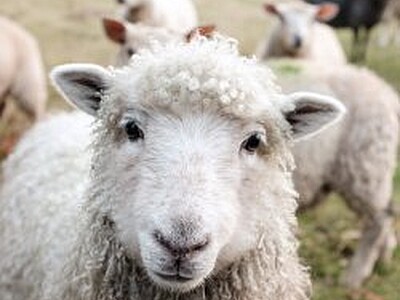 Royal Sheep