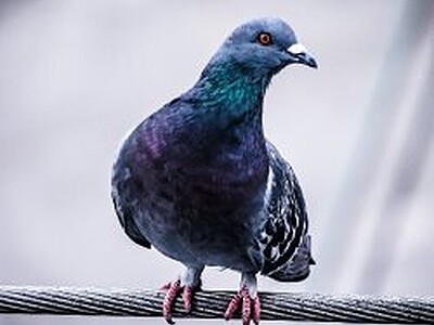 Do you like pigeons?
