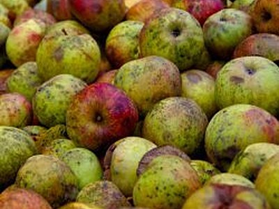 Rubbish Apple