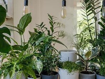 Week 9 - House plants, creativity and an invitation to Try Church