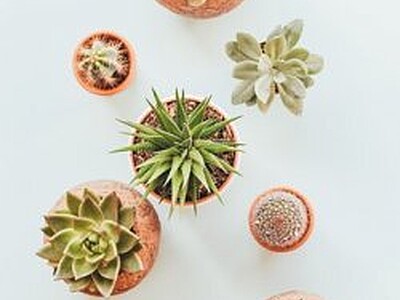 How to Care for your Succulent