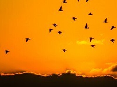 Let them Fly