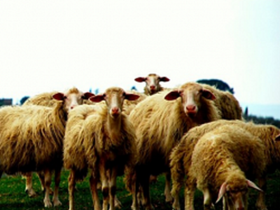 Sheep - the loveyouruni podcast [Episode #1]